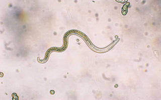 A microscopic view of a nematode