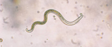 A microscopic view of a nematode